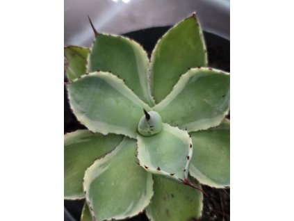 agave-potatorum--kichi-jokan--v-sirke-10-cm--vo-vyske-6-cm