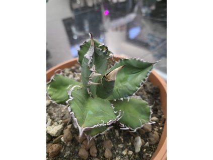 agave-titanota-v-sirke-18-cm--vyske-14-cm-1