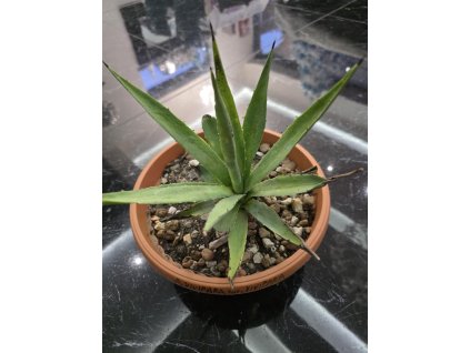 agave-vivipara-var--vivipara-vo-vyske-24-cm--sirke-24-cm