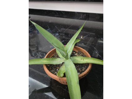 39aca3b6 cfc5 4601 ac3b 222118fdf46e