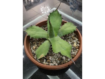 agave-oroensis-v-sirke-38-cm--vyske-20-cm