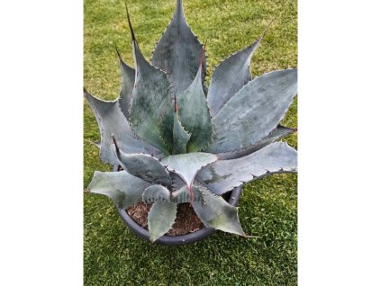 agave-colorata--supreme- dospela-rastlina