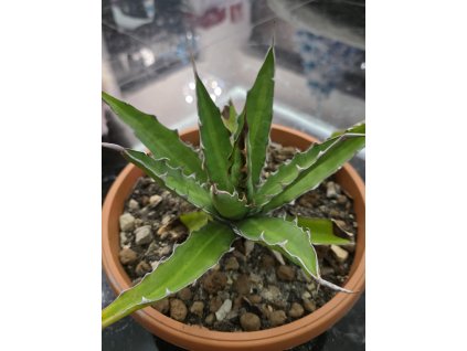 agave-triangularis-v-sirke-35-cm--vyske-18-cm