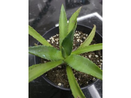 agave-americana-v-sirke-35-cm--vyske-17-cm