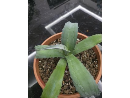 agave-franzosinii-v-sirke-40-cm--vyske-25-cm
