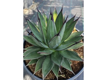 agave-blue-ember-bol-25