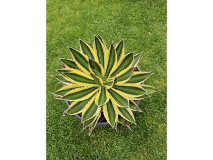 agave-lopantha--quadricolor