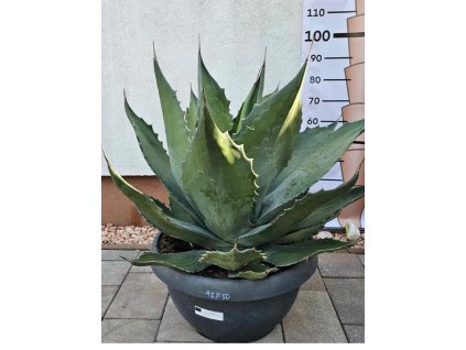 agave-salmiana-var--ferox-50-l