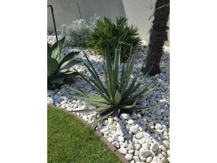 agave-xylonacantha-swordfish-v-sirke-118-cm--v-celkovej-vyske-116cm