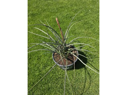 hesperaloe-parviflora-15-l-9