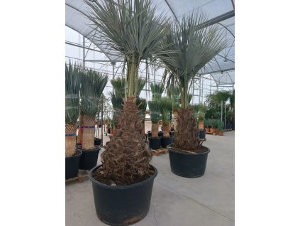 Brahea armata s kmeňom 100 120 cm