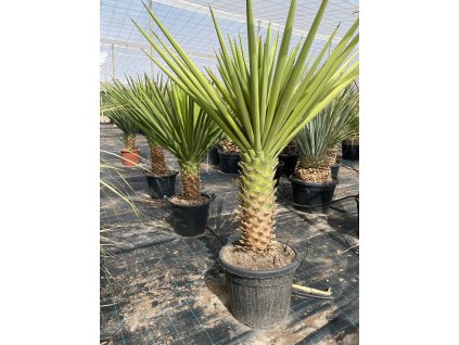 Yucca treculeana s výškou kmeňa 70 90 cm v celkovej výške cca 200 cm