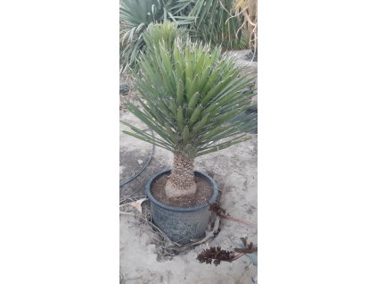 Yucca filifera ‘Australis’ v celkovej výške 80 90 cm