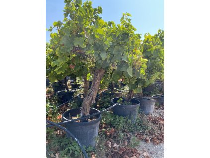 M00217 Vitis Vinifera old trunk 45 L 1 01 08 2024 (VA) (1)