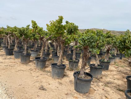 M00217 Vitis Vinifera old trunk 45 L 2 05 05 2024 (VA) (1)