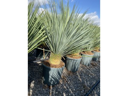 yucca rostrata v celkovej vyske 90 100 cm