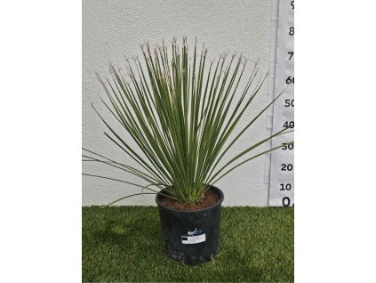 dasylirion-serratifolium-10-l