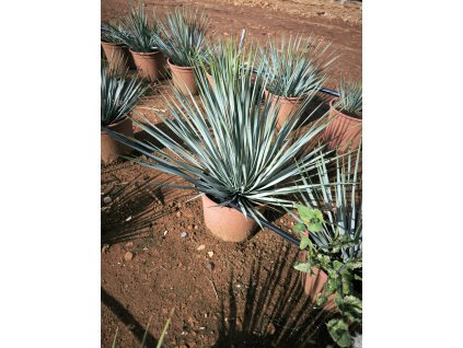 Yucca rostrata v celkovej výške 40 50 cm