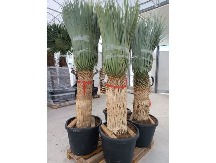 Yucca rostrata s výškou kmeňa 80 90 cm