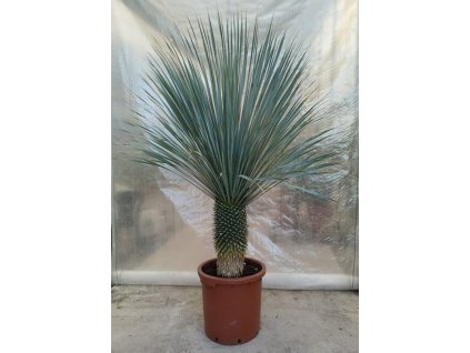 Yucca rostrata s výškou kmeňa 40 50 cm