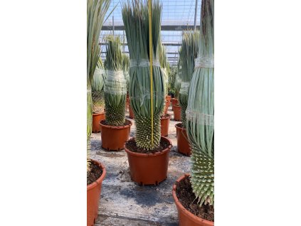 Yucca rostrata s výškou kmeňa 40 50 cm, 40 l