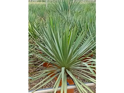 yucca gloriosa v celkovej vyske 40 60 cm