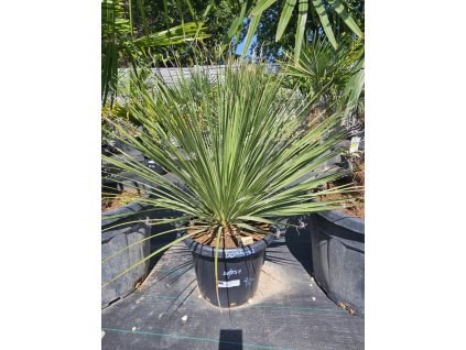 ec457dasylirion-serratifolium-25-l-v-celkovej-vyske-100-cm-2