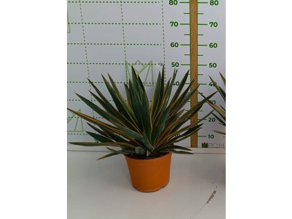 Yucca gloriosa ‘Variegata’ v celkovej výške 50 cm
