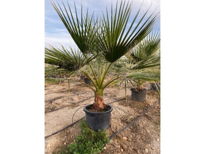 Washingtonia filifera Premium 25l