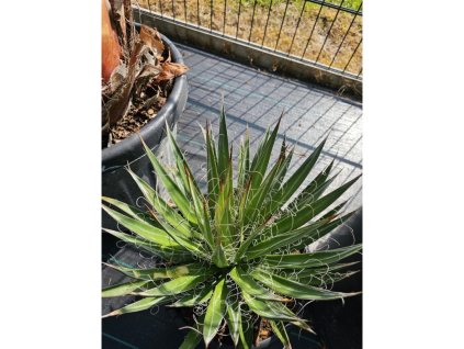 Agave filifera Ø30 cm ilustračný obrázok