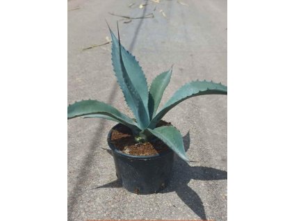 Agave franzosinii Ø20 cm