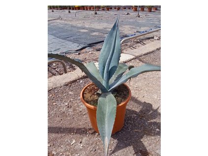 Agave franzosinii Ø24 cm