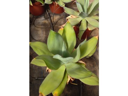 Agave gypsicola Ø25 cm