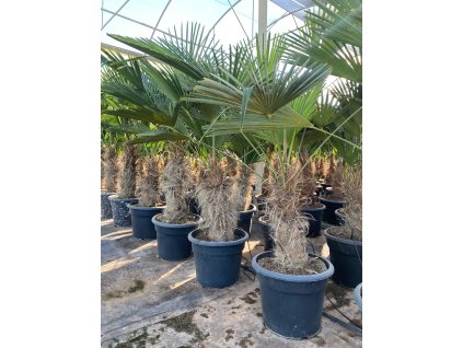 Trachycarpus wagnerianus 20L s výškou kmeňa 30 40 cm