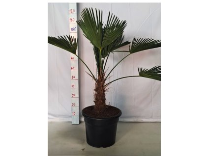 Trachycarpus wagnerianus 20L s výškou kmeňa 20-30 cm