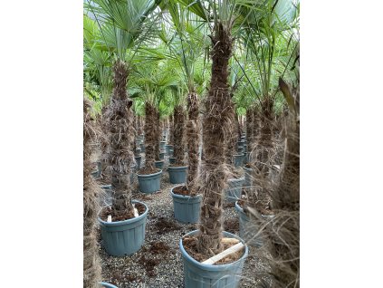 Trachycarpus fortunei s výškou kmeňa 140-160 cm
