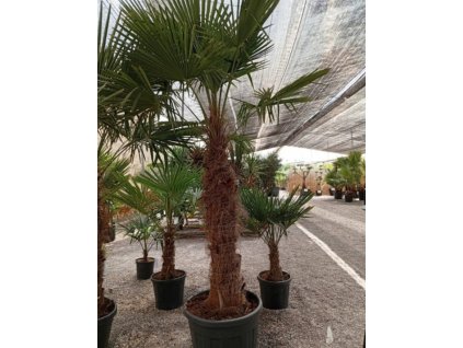 äTrachycarpus fortunei Premium s výškou kmeňa 100-120 cm
