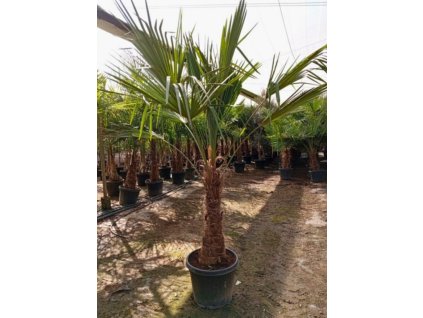 trachycarpus-fortunei-premium-s-vyskou-kmena-60-80-cm