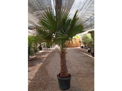 trachycarpus-fortunei-premium-s-vyskou-kmena-50-60-cm