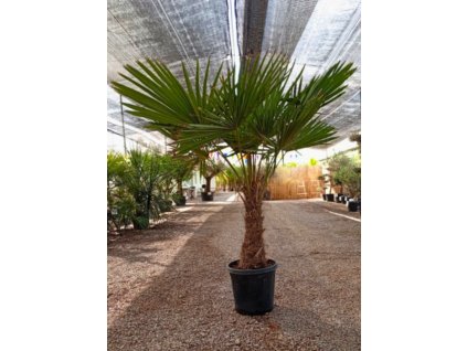 trachycarpus-fortunei-premium-s-vyskou-kmena-40-50-cm