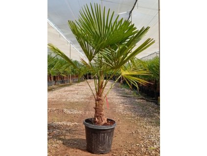 trachycarpus-fortunei-premium-s-vyskou-kmena-20-30-cm
