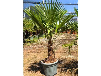 trachycarpus fortunei s vyskou kmena 20 30 cm