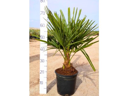 trachycarpus-fortunei-s-vyskou-kmena-v-celkovej-vyske-70-80-cm