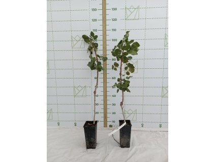 Pistacia vera ‘Randy’ – výkonný samčí opeľovač