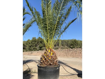 Phoenix canariensis 600L, s výškou kmeňa 60 80 cm