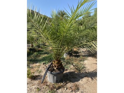 Phoenix canariensis v celkovej výške 160 180 cm
