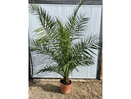 Phoenix canariensis Premium 15l
