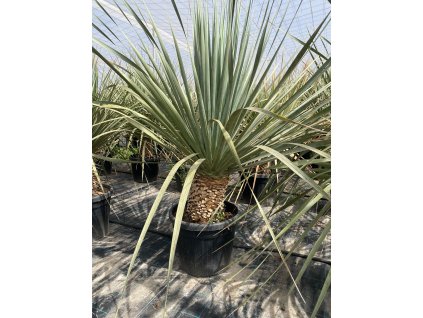 Nolina nelsonii s výškou kmeňa 30 40 cm