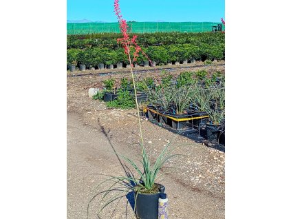 Hesperaloe parviflora 10l