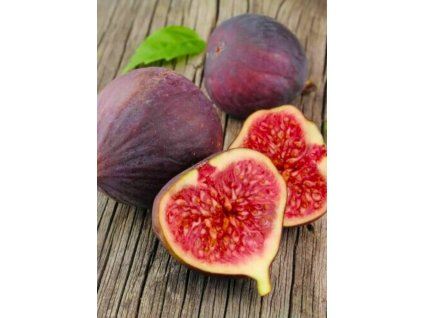 Ficus carica ‘Breva’